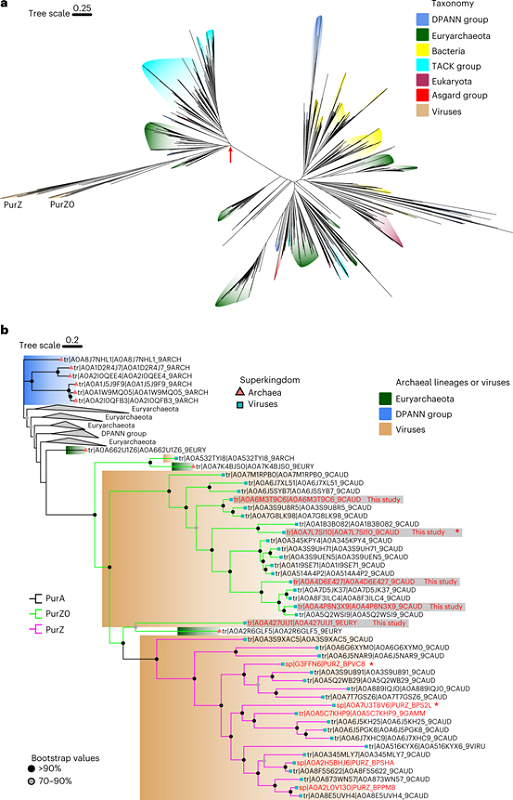 深圳大學李猛教授與劉楊教授團隊在《Nature Microbiology》發表研究論文︰發現Z堿基合成通路中的關鍵黴變體，揭示了從古菌到噬菌體的進化過程