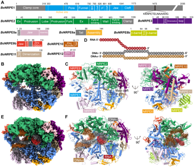 深圳大學醫學部卡爾森國際腫瘤中心李思思團隊在頂尖雜志《Science》上合作解析植物RNA聚合黴V的染色質滯留機制