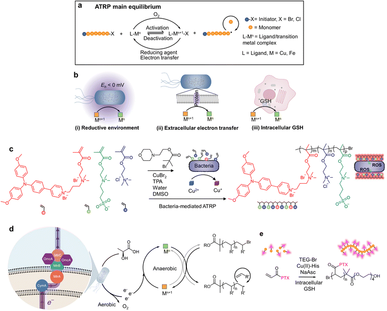 深圳大學醫學部黃鵬教授團隊在《Chemical Society Reviews》發表綜述論文