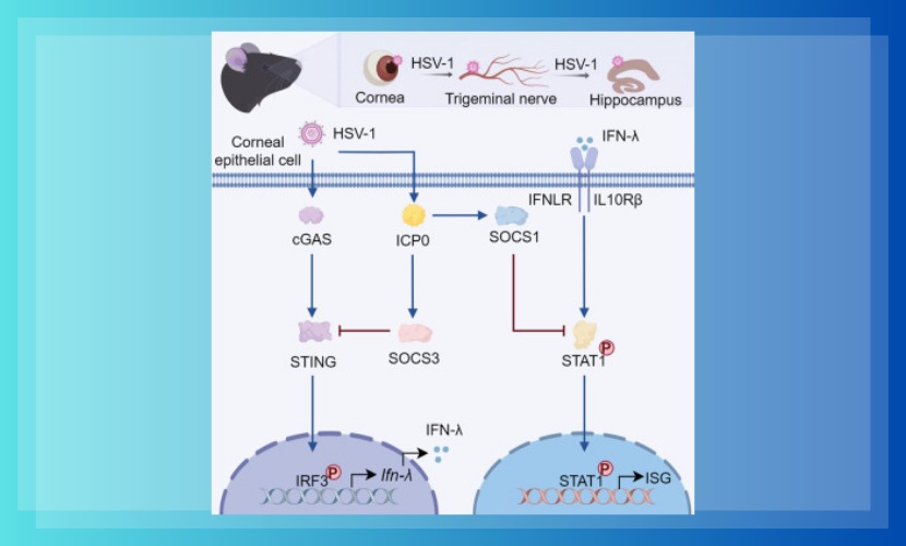 医学部叶亮副教授团队在Cell Reports发表关于疱疹病毒传播的研究成果