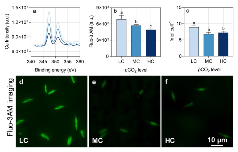 潘科课题组在《Limnology and Oceanography》上发表了关于海洋酸化对硅藻细胞钙离子平衡及其信号响应的影响机制的研究论文