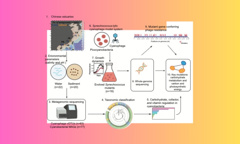 高等研究院李猛教授课题组在自然指数期刊Environmental Science & Technology发文：揭示河口生态系统中蓝细菌噬菌体多样性及病毒—宿主共同进化特征