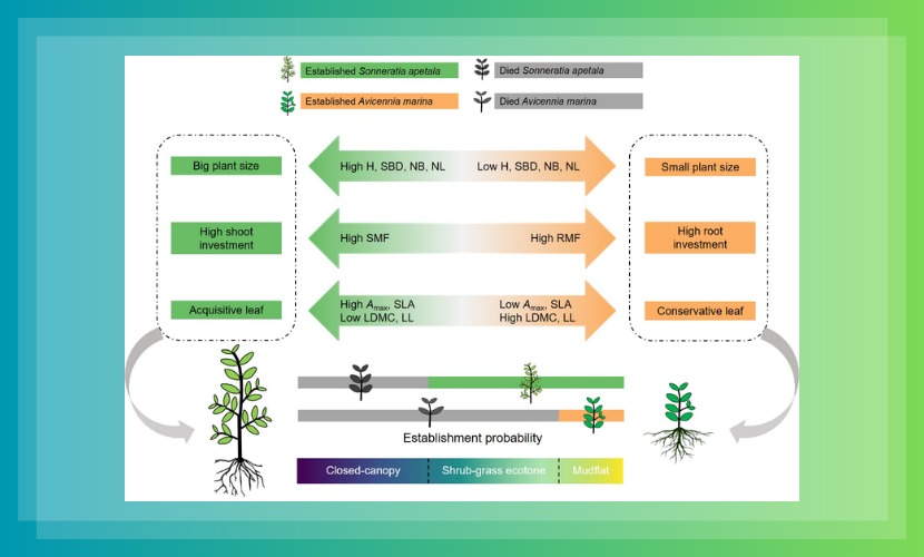 生命与海洋科学学院—环境互作驱动外来红树植物在滨海湿地交错带中的入侵扩张机制