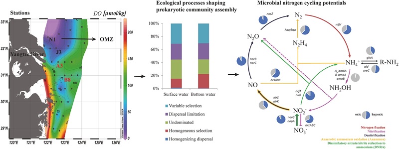 高等研究院李猛教授团队在《Environmental Research》发文：揭示长江口低氧区的微生物群落结构及氮代谢功能