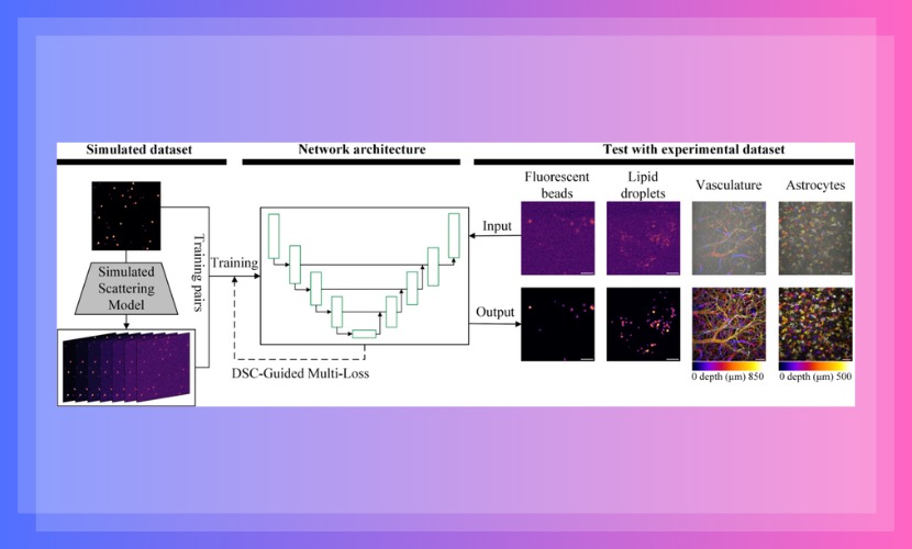 物理与光电工程学院屈军乐教授团队在《PNAS》上发表研究成果