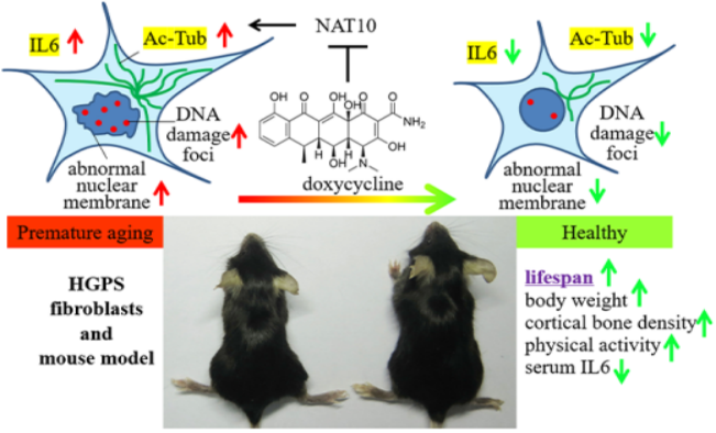 医学部刘宝华教授团队在Aging Cell发表多西环素具有抗HGPS早衰症功效研究成果