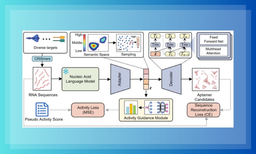 人工智能学院助理教授张军在Nature Biotechnology发表论文：RNA适配体的一轮式高效进化